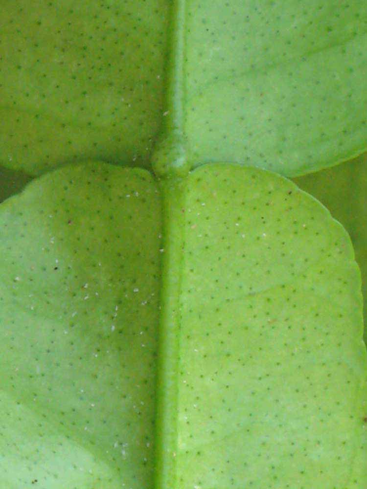                 Petiole   (Kaffir, Winter Haven, FL)       